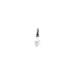 Lavinia Stempel, Bluebells