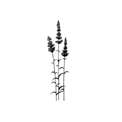 Lavinia Stempel, Lavender