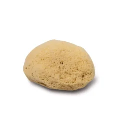 Zimoccaschwamm